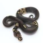 Beautiful Gold Leaf on a White Background