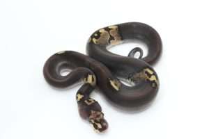 Beautiful Gold Leaf on a White Background