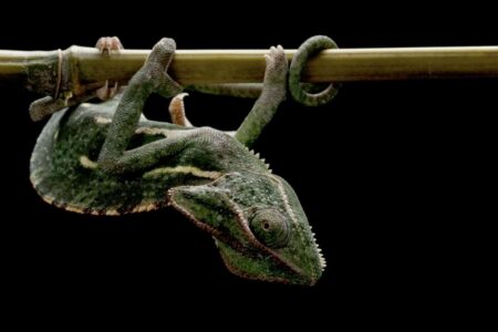 veiled chameleon (Chamaeleo calyptratus) isolated on black background.