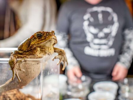 Marine Toad Hanging out in Hamburg, PA